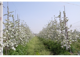 蘋(píng)果基地