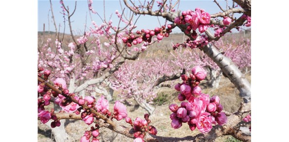 美到窒息！棲霞千畝梅花谷，暗香浮動醉游人